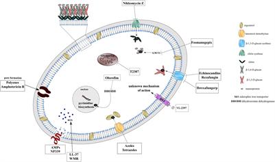 COVID-19-Associated Fungal Infections: An Urgent Need for Alternative Therapeutic Approach?